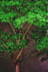 High angle view of trees in forest