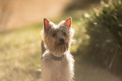 Portrait of dog