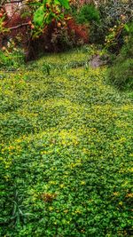 Plants growing on field
