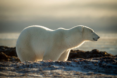 Polar bear stands behind ridge in profile