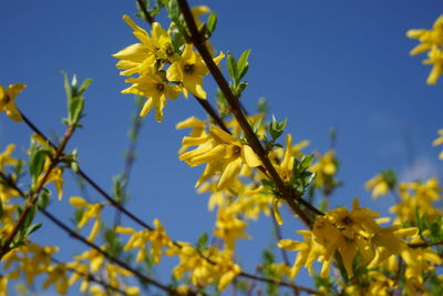 Low angle view of yellow flowering plant against clear sky