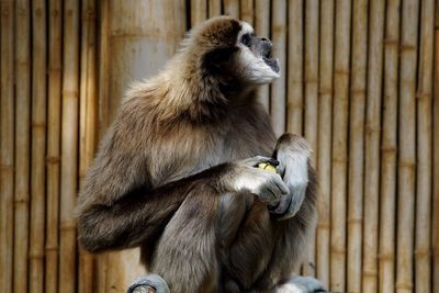Gibbon sitting against bamboo wall at zoo