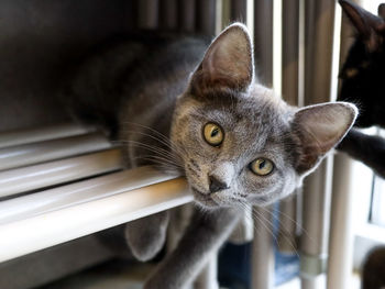Close-up portrait of a cat