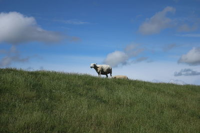 Sheep in a field