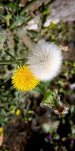 Close-up of dandelion blooming outdoors