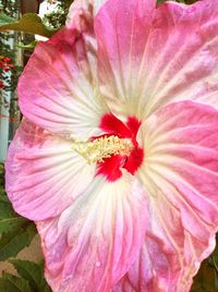 Close-up of pink flower