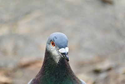 Close-up of duck