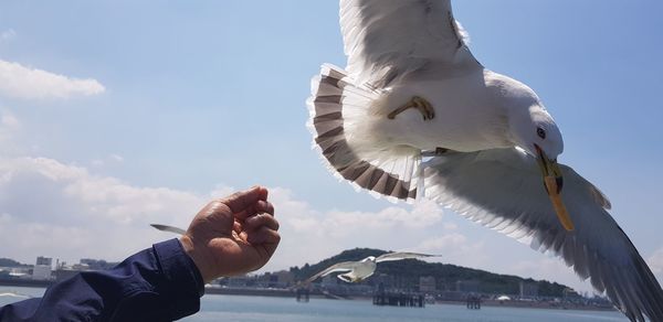 Low angle view of seagull flying against sky