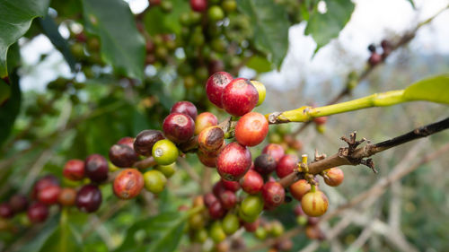 Close-up of cherries growing on tree