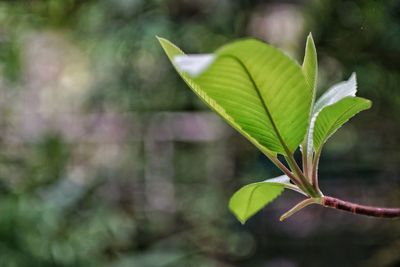 Close-up of plant