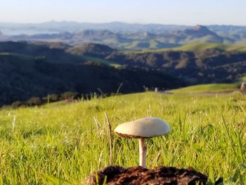 Close-up of mushroom on field