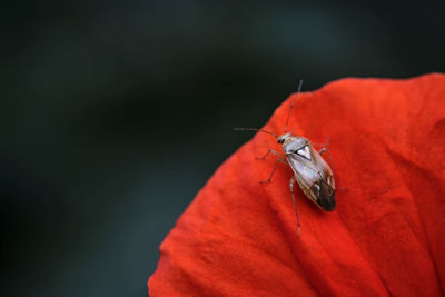 Close-up of insect