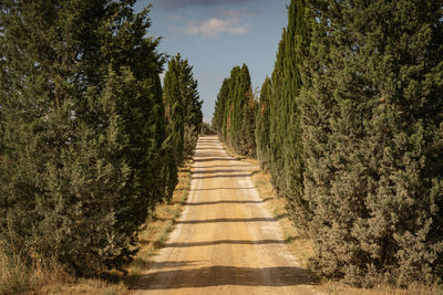 Footpath amidst trees in forest against sky