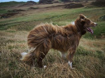 Side view of brown border collie standing on grassy field