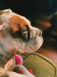 Close-up of dog looking away