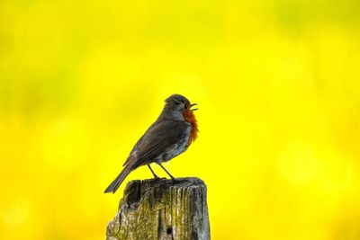 Close-up of bird perching on wooden post