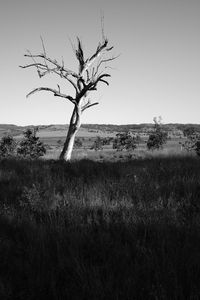 Bare trees on field against sky