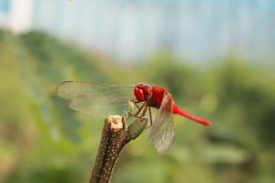 Close-up of dragonfly on leaf