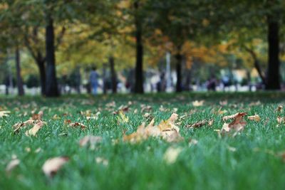 Surface level of fallen dry leaves in park