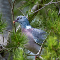 Close-up of bird perching on plant