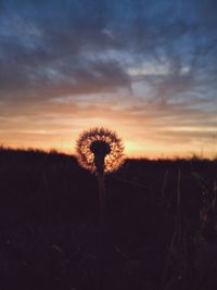 Silhouette of dandelion at sunset