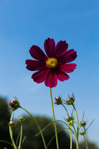 Close-up of pink flower against clear sky