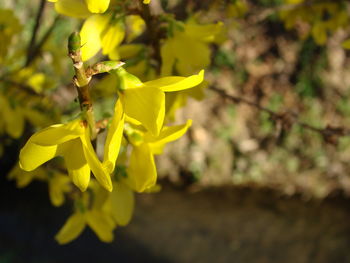 Close up of yellow flower