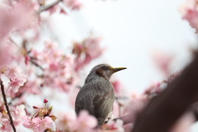 Close-up of bird perching on cherry tree
