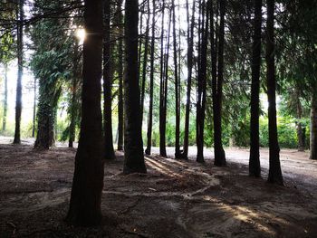 Sunlight streaming through trees in forest