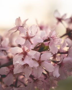 Close-up of pink cherry blossoms in spring