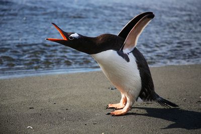 Close-up of penguin at beach