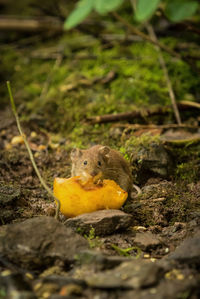 Close-up of squirrel on field