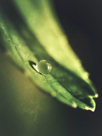 Close-up of water drop on leaf