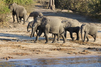 Herd of elephant drinking water