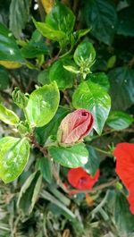 Close-up of leaves on plant