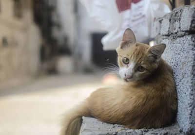 Close-up of cat sitting