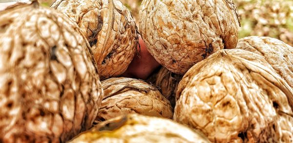 Close-up of onions