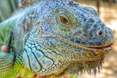 Close-up of lizard