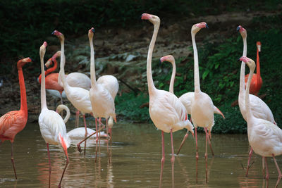 Flock of birds in shallow water