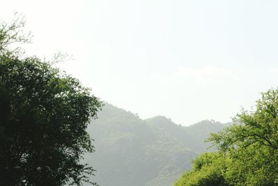 Low angle view of trees against clear sky