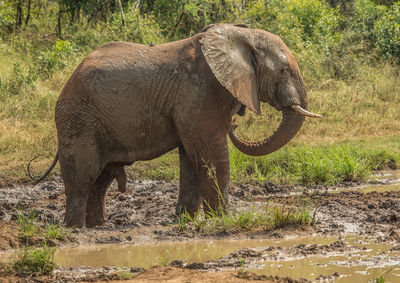 Side view of elephant drinking water