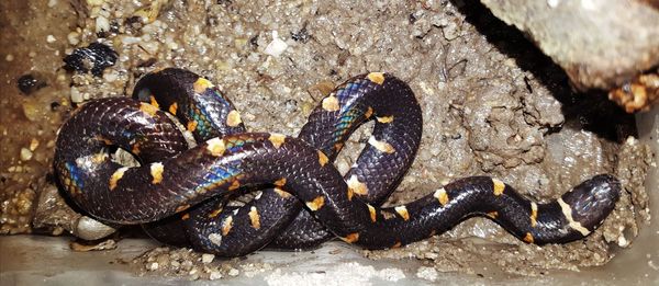 Close-up of a pet snake 