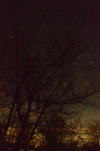 Bare trees against sky at night