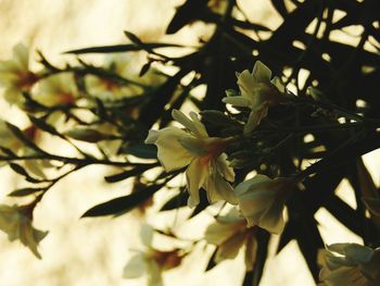 Close-up of flowers