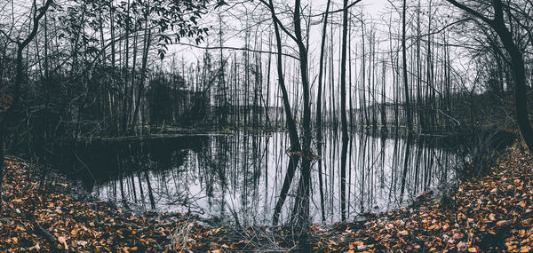 Scenic view of lake in forest during autumn