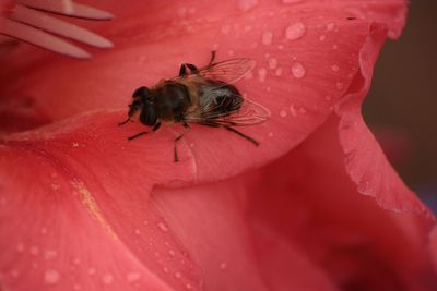 Close-up of bee on red flower