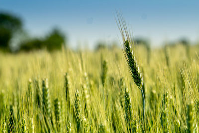 Close-up of stalks in field