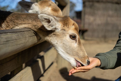 Close-up of a fallow deer feeding out of a hand.