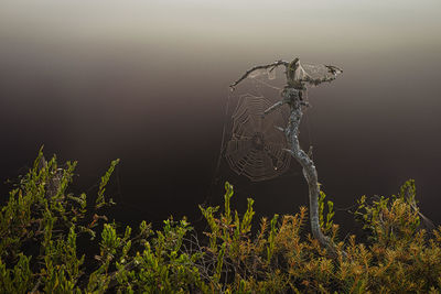 Close-up of spider on web