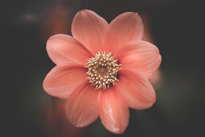 Close-up of red flower